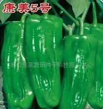 泡椒种子市场新宠 康美五号产品信息全解析