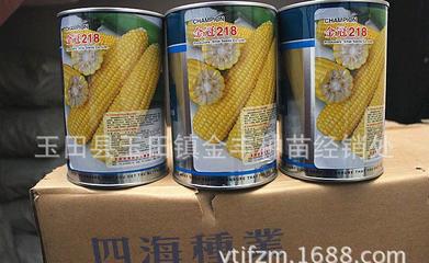 金冠218玉米种子 唐山秦皇岛总代理的鲜食新选择