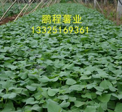 优质脱毒紫红薯种子 价格、厂家与图片一站式指南