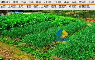 质量卓越的蔬菜播种机 辛集冀林机械设备西兰花播种机深度解析