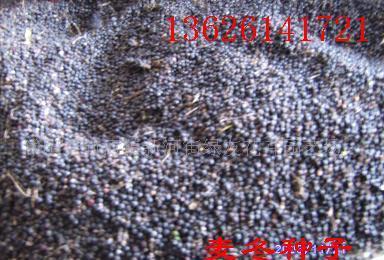 新采的麦冬 一捧金色的希望