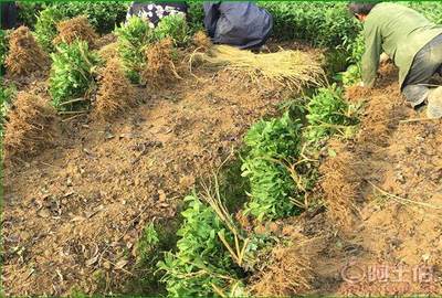 四川茶叶苗价格与出售 雅安市名山区惠农苗木种植农民专业合作社茶树苗供应全解析