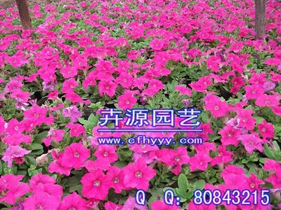 地被石竹种子种植指南与厂家本品鉴赏