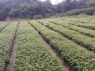 枫香之韵 品质树种，美化自然的选择