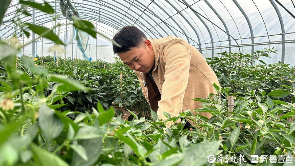 辣子鸡 奔百亿--枣庄这道餐桌&ldquo;硬&rdquo;菜冲刺百亿级富民大产业