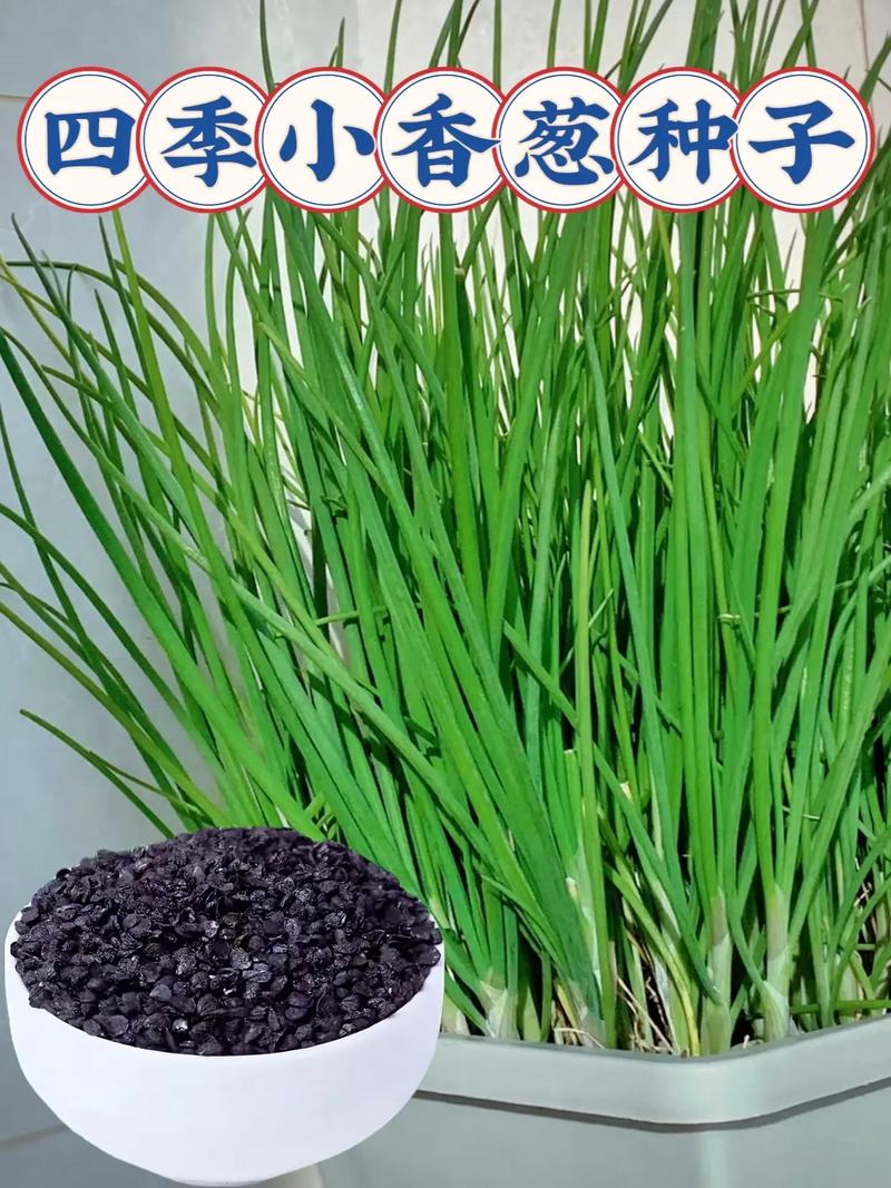 四季易种小香葱 在家轻松实现