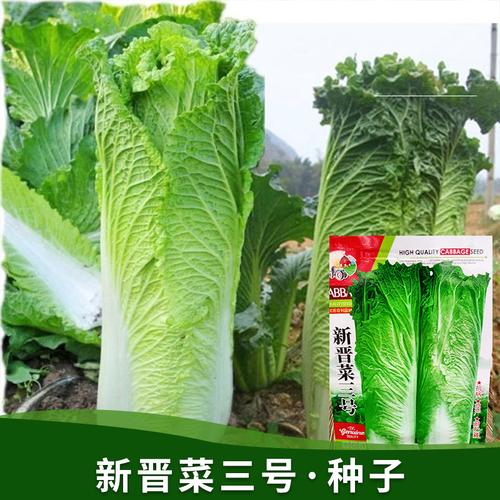 源头厂家批发秋冬季种子蔬菜白菜农家菜种各种四季蔬菜种子公司