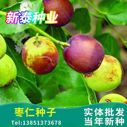 优质酸枣种子厂家,品牌,图片,热帖